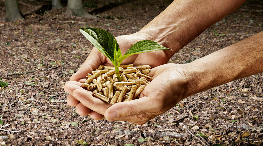 Holzpellets in der Handfläche mit grünem Blatt